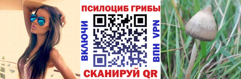 Купить  Екатеринбург  Галлюциногенные грибы Cubensis 